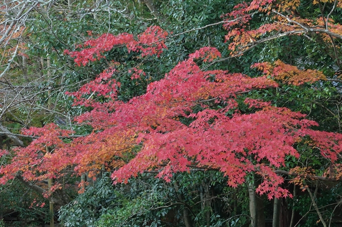 京都紅葉速報_14　No34