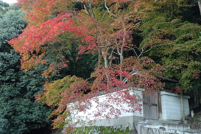 京都紅葉速報_14　No42