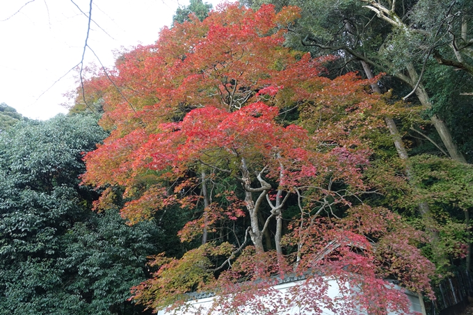 京都紅葉速報_14　No43