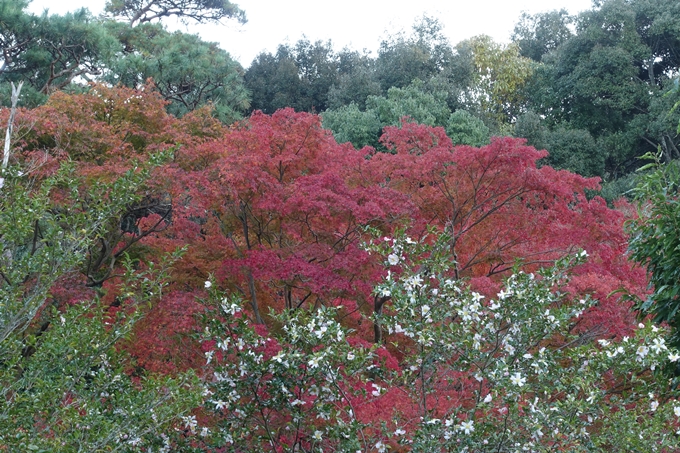 京都紅葉速報_14　No44