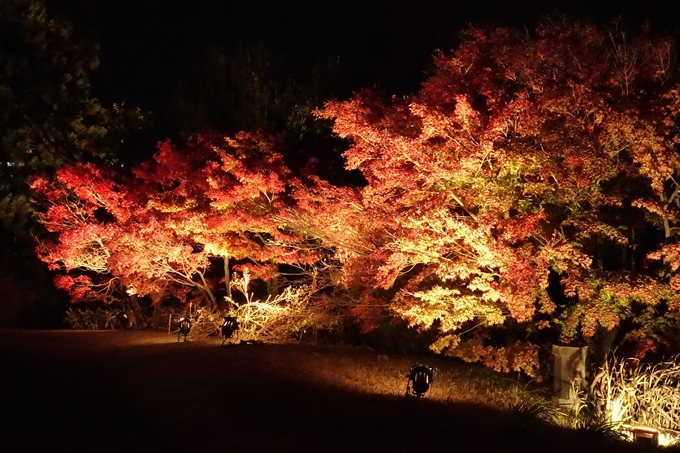 梅小路公園　紅葉まつり　No６