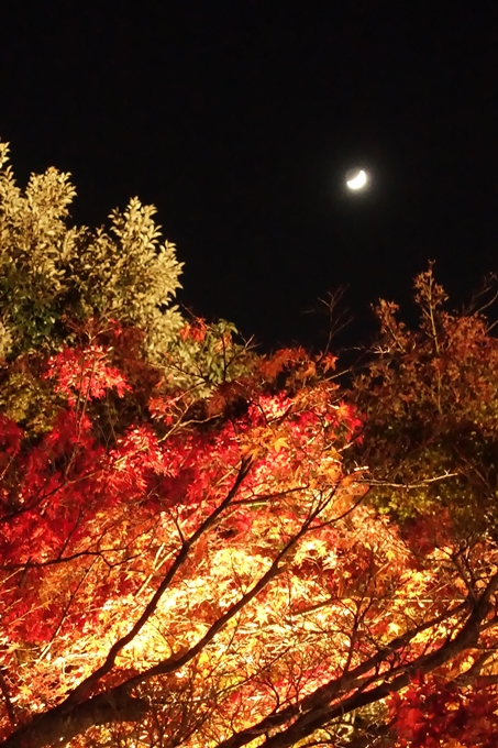 梅小路公園　紅葉まつり　No７