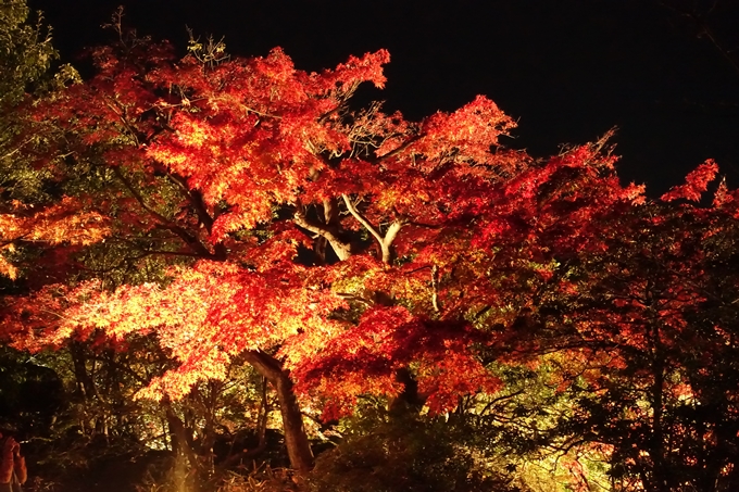 梅小路公園　紅葉まつり　No９