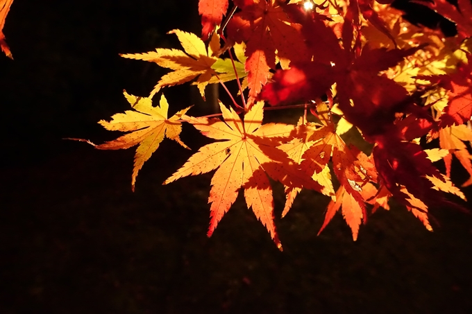 梅小路公園　紅葉まつり　No10