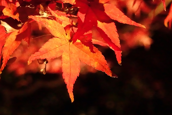 梅小路公園　紅葉まつり　No13