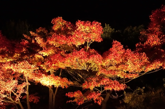 梅小路公園　紅葉まつり　No14