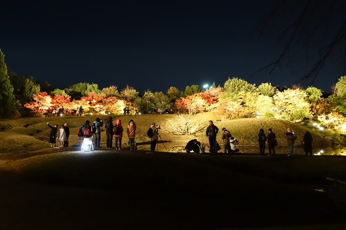 梅小路公園　紅葉まつり　No29