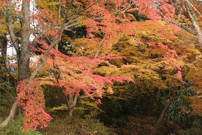 曼殊院_2017紅葉　No3