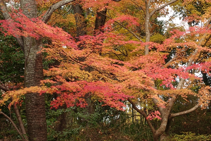 曼殊院_2017紅葉　No4