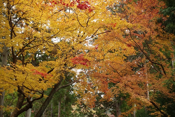 曼殊院_2017紅葉　No5