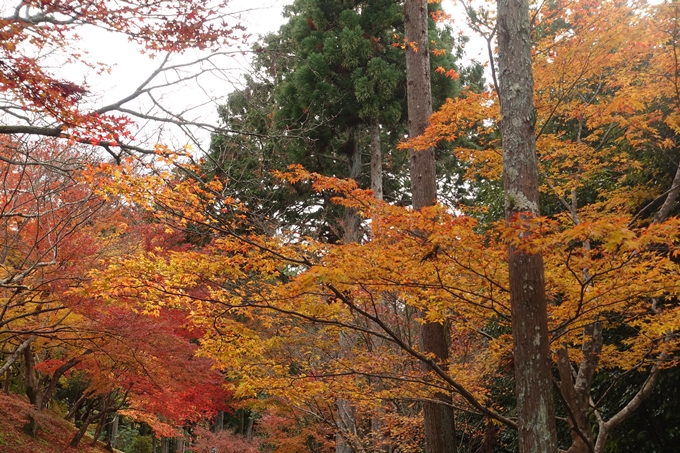 曼殊院_2017紅葉　No8