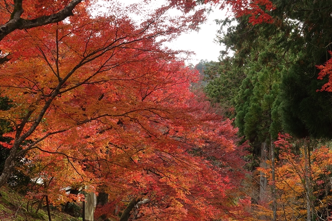 曼殊院_2017紅葉　No9