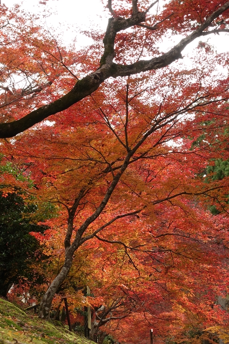 曼殊院_2017紅葉　No10