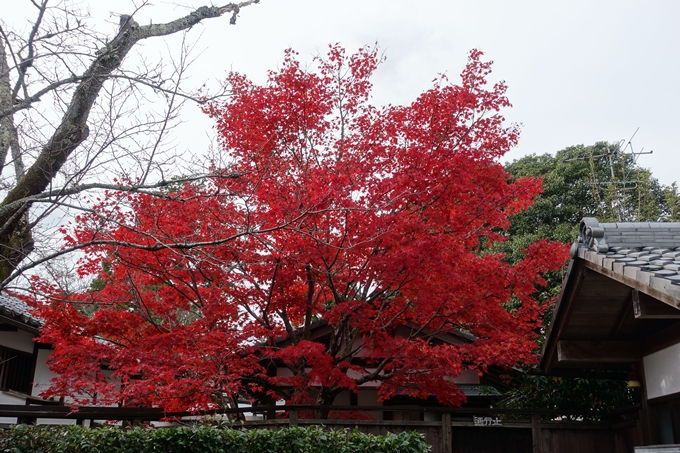 曼殊院_2017紅葉　No13