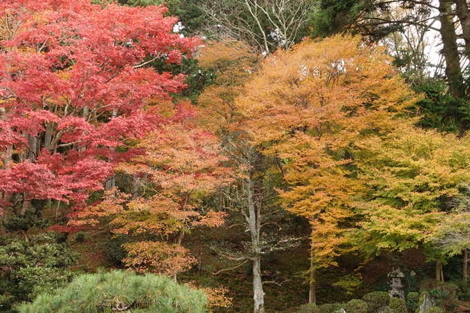 曼殊院_2017紅葉　No17