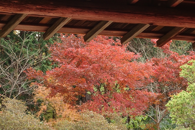 曼殊院_2017紅葉　No20