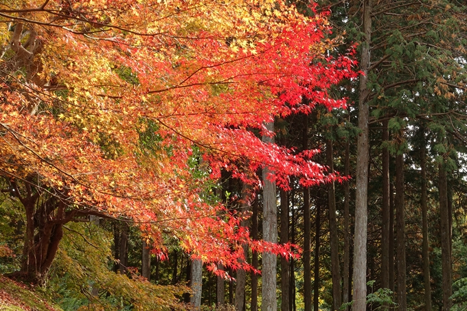 曼殊院_2017紅葉　No24