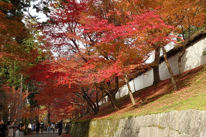 曼殊院_2017紅葉　No27