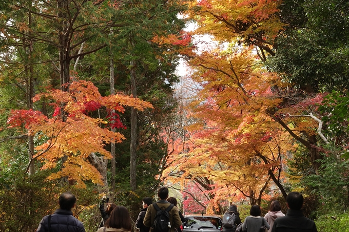 曼殊院_2017紅葉　No28