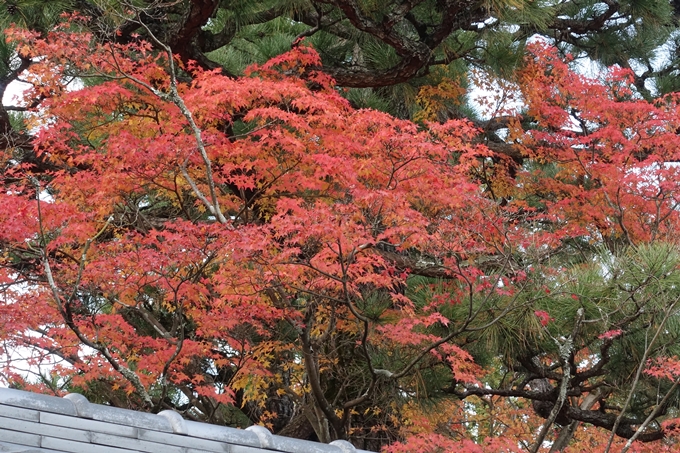 妙心寺_紅葉　No13