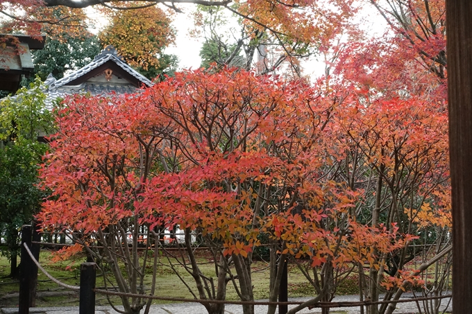 妙心寺_紅葉　No14