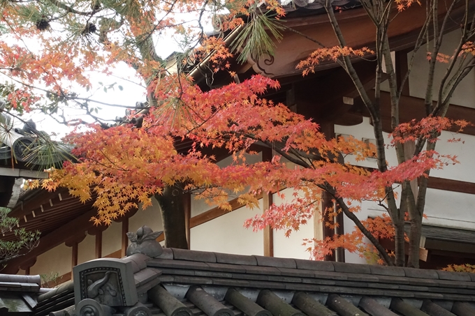 妙心寺_紅葉　No17