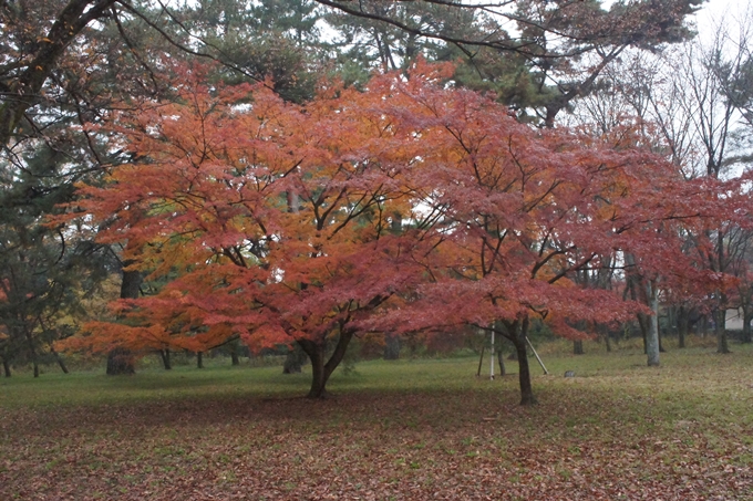 京都御苑　紅葉　No8