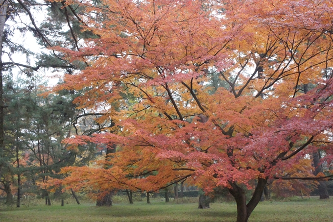 京都御苑　紅葉　No9