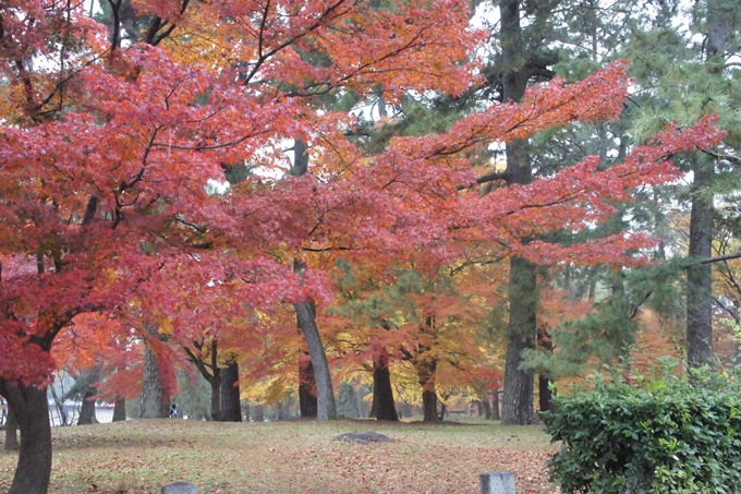 京都御苑　紅葉　No10