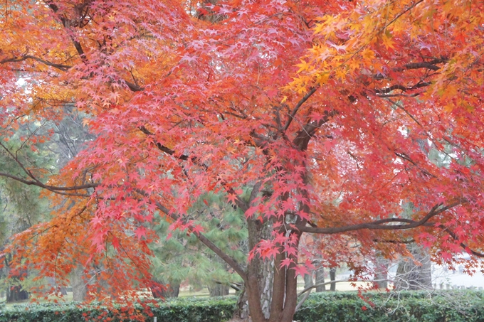 京都御苑　紅葉　No12