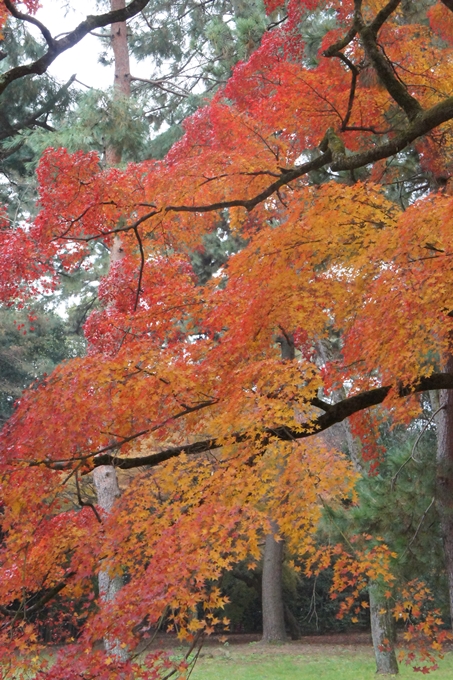 京都御苑　紅葉　No13