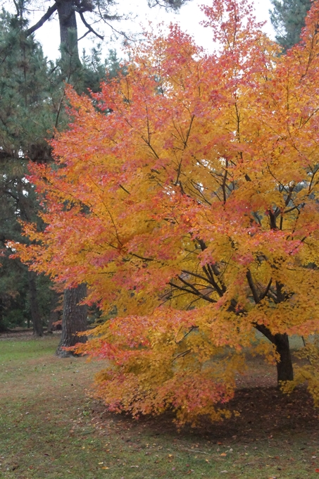 京都御苑　紅葉　No14