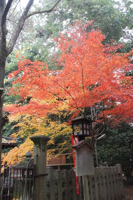 京都御苑　紅葉　No15