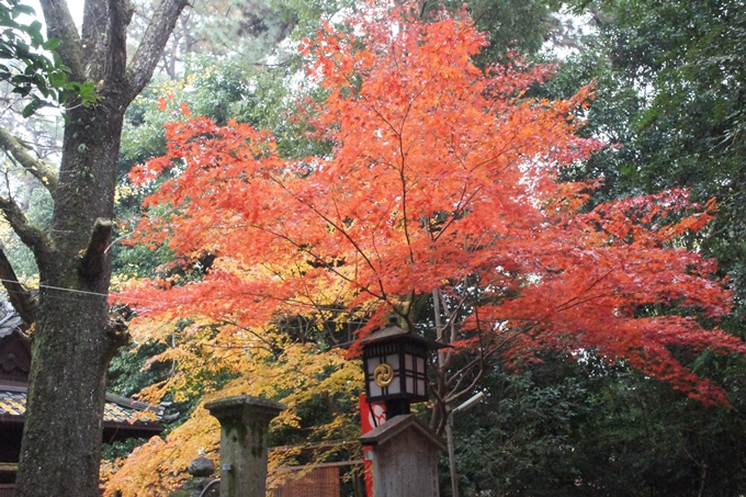 京都御苑　紅葉　No16