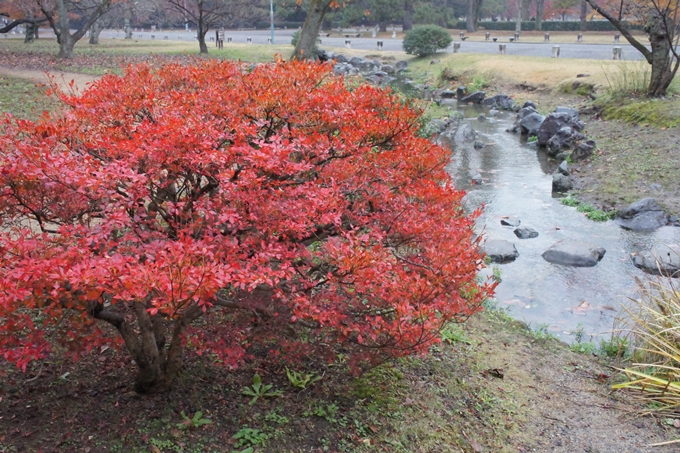 京都御苑　紅葉　No19