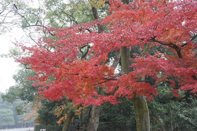 京都御苑　紅葉　No25