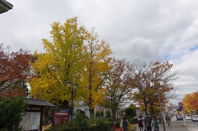 京都市電　岡崎公園紅葉　No6