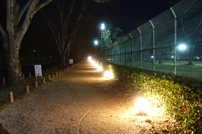 京都府立植物園_イルミネーション　No2