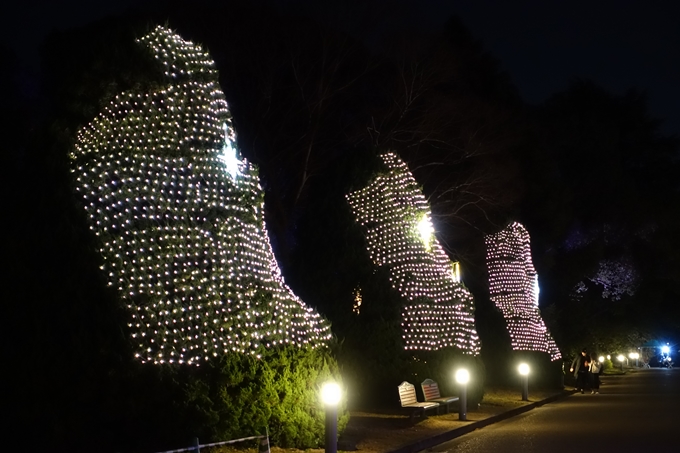 京都府立植物園_イルミネーション　No12