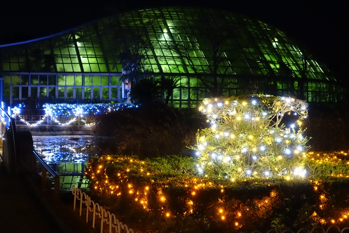 京都府立植物園_イルミネーション　No14