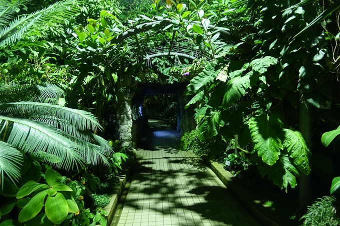 京都府立植物園_イルミネーション　No22