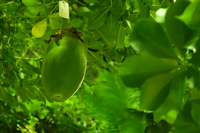 京都府立植物園_イルミネーション　No25