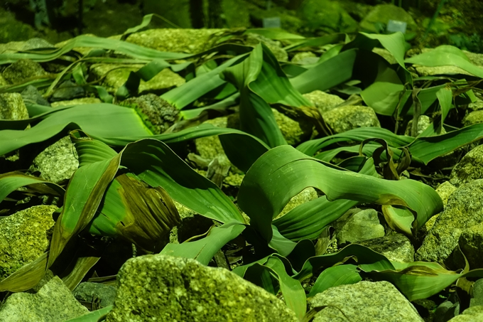 京都府立植物園_イルミネーション　No26