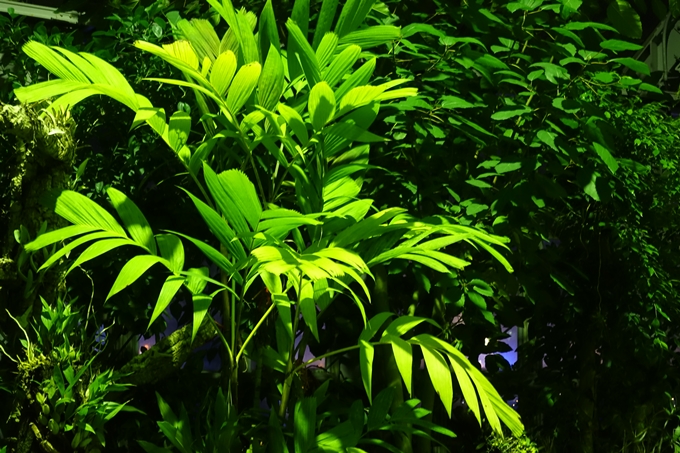 京都府立植物園_イルミネーション　No28