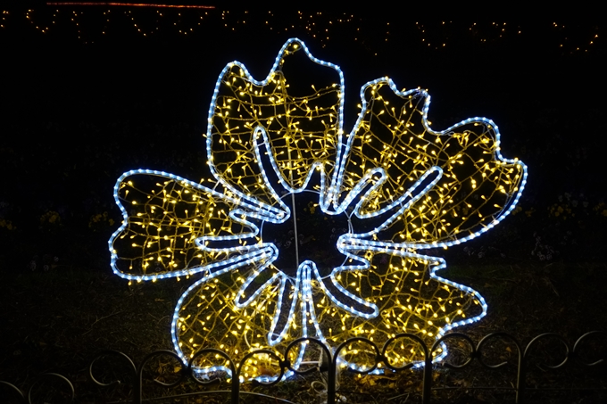 京都府立植物園_イルミネーション　No35