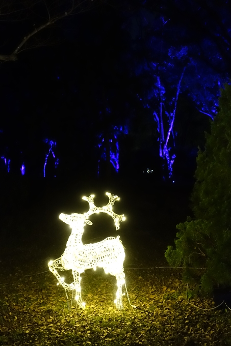 京都府立植物園_イルミネーション　No36