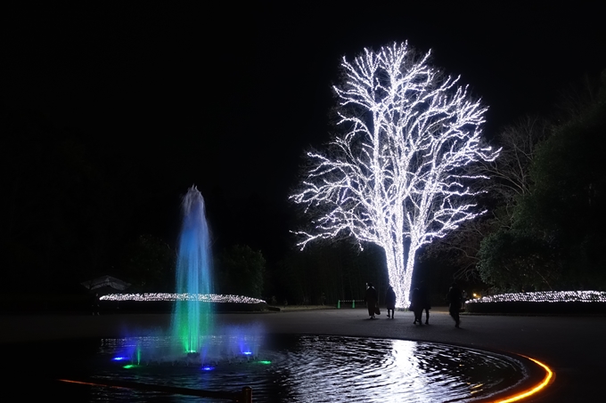 京都府立植物園_イルミネーション　No41