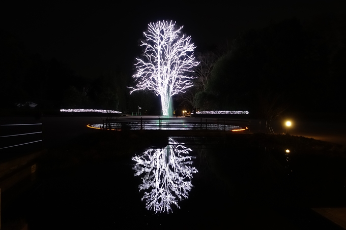 京都府立植物園_イルミネーション　No42