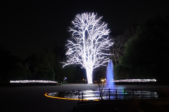 京都府立植物園_イルミネーション　No43