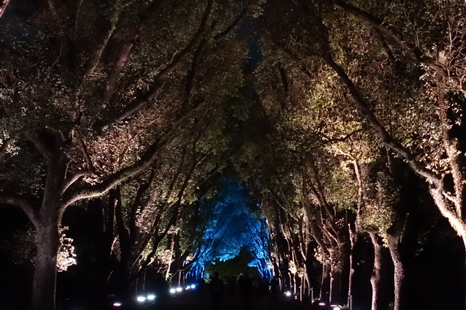 京都府立植物園_イルミネーション　No49